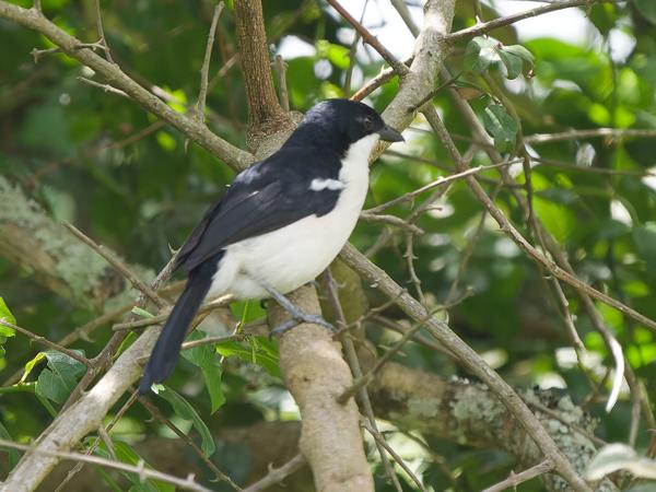 <h3><a href="/trips/tanzania/biota/animalia/chordata/aves/040 passeriformes/036 malaconotidae/laniarius major/laniarius major-nl.html">Laniarius&nbsp;major</a> / Tropical&nbsp;boubou / Tropische&nbsp;fiskaal</h3>OM-1 Mark II met OLYMPUS M.150-400mm F4.5, 1/2000 sec  bij F4.5, ISO 2500, afstand 18.3&nbsp;m